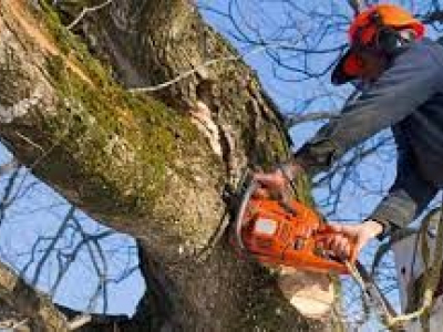 Bill Beal’s Bonded Tree Service