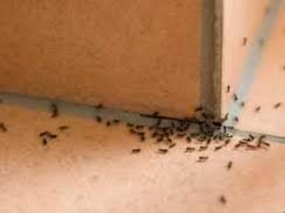 Bugstoppers Pest Control TBS Home Services