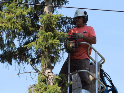 All Seasons Tree Service